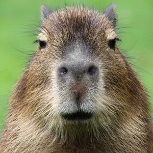 Meet your Posher, Cheyenne